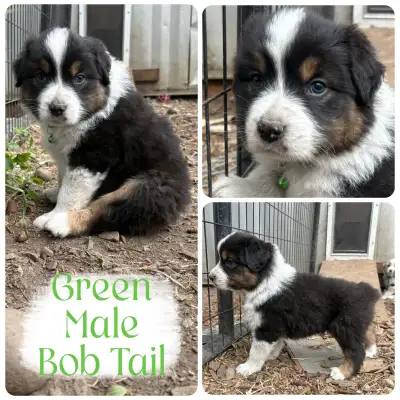 CKC Australian Shepherds, View more