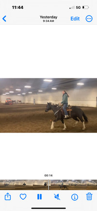 10 year old mare offered for sale 