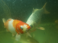 Looking for large koi