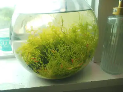 ✅ About 1 year old fully established ecosystem bowl. ✅ All Orange Baby Shrimps, daphnia, phytoplankt...