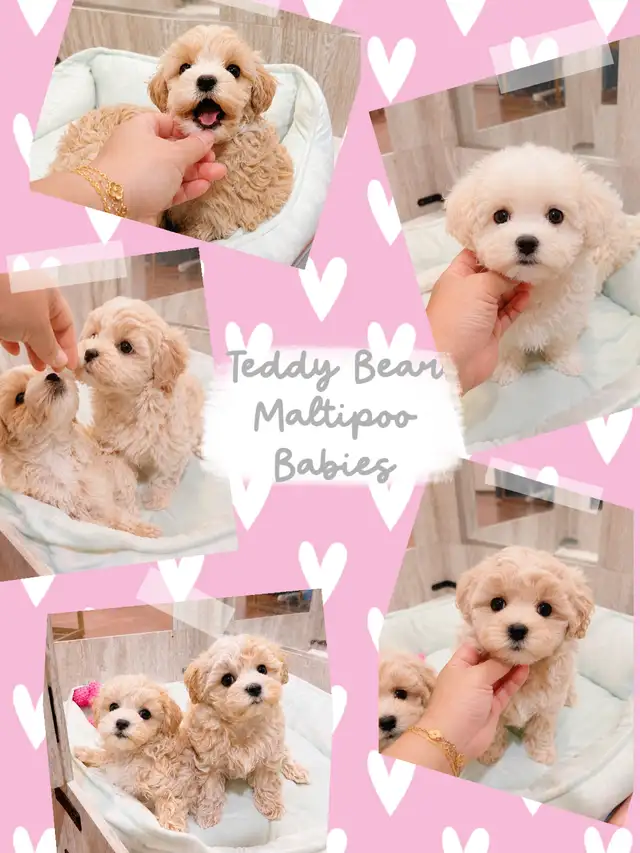 ❤️ TEDDY BEAR ❤️ MALTIPOO BABIES READY ❤️ in Dogs & Puppies for Rehoming in Victoria - Image 4