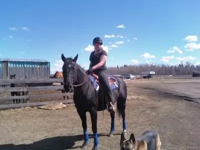 Freelance English And Western Riding Instructor With 35 Yrs Exp., View more