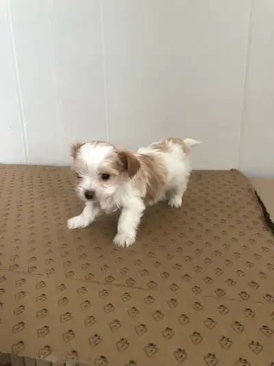 Yorkshire , View more