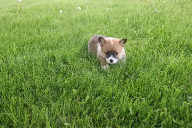 Two CKC Registered Female Pembroke Welsh Corgi Pups Available in Dogs & Puppies for Rehoming in Sarnia - Image 11