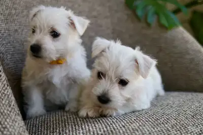 Westie Puppies, View more