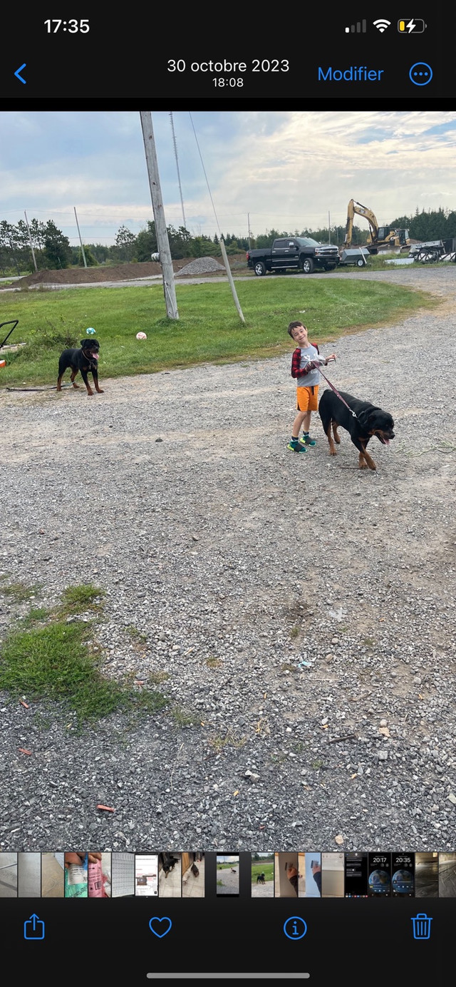 Rottweiler for sale  in Dogs & Puppies for Rehoming in Ottawa - Image 3