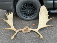 Moose Antlers