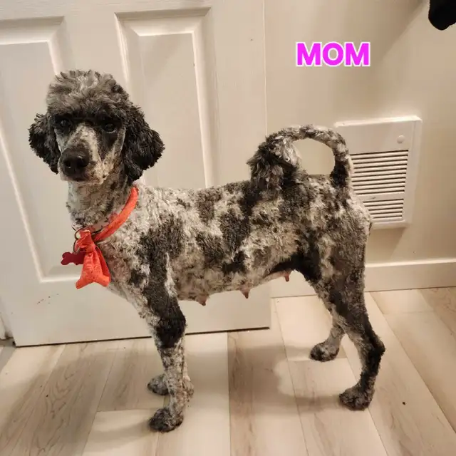 Standard Poodle Puppies in Dogs & Puppies for Rehoming in Ottawa - Image 6