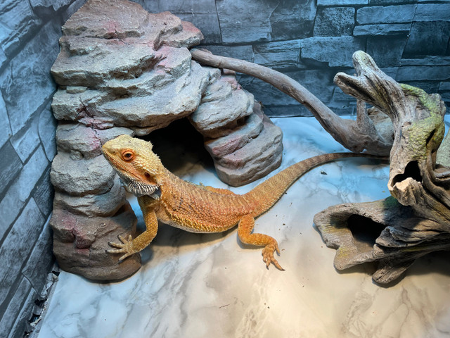 Beared dragon  in Reptiles & Amphibians for Rehoming in Regina - Image 3