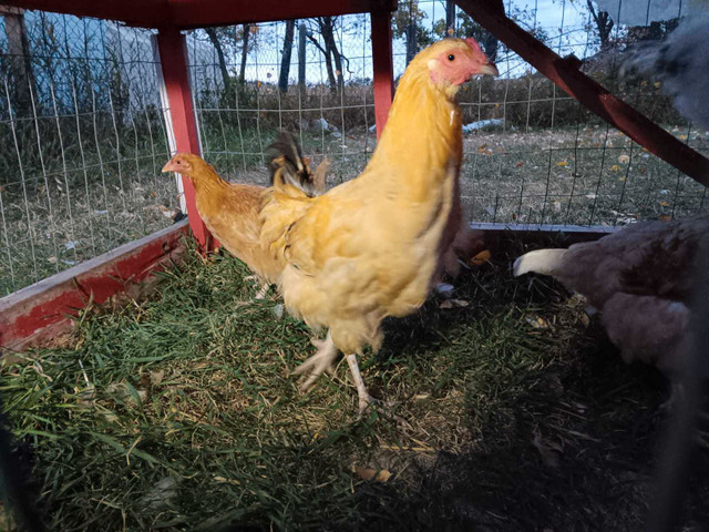 BYM pullets hatched June 6 in Livestock in Red Deer - Image 2