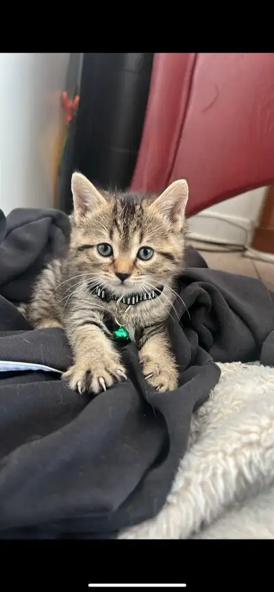Chat Unique en sont genre femelle de plus de 3 mois Je cherche une tres bonne familles puisque je m’...