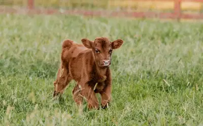 ISO bottle calves, View more