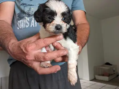 Shihpoo puppies for sale, View more