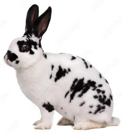 Volume discount Delivery available These a French rabbits bred for their fur First rabbit for $50. S...