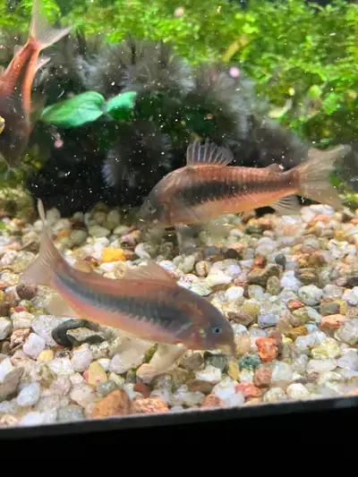 Corydoras aeneus, aka the Bronze, Green, or Aeneus Cory, is one of the most widely available catfish...