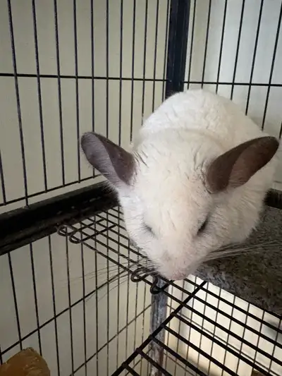 chinchilla femelle cherche nouvelle maison, View more