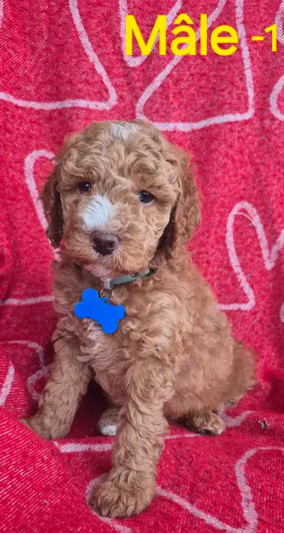 Goldendoodle ( mini), View more