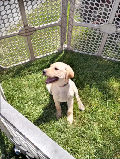 Labrador Retriever Puppies - Yellow, View more