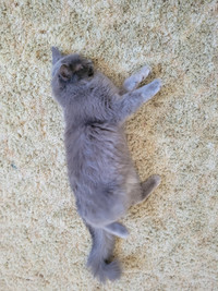 7 month old female Kitten