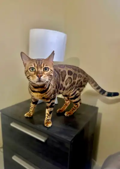 Bengals looking for their new forever home., View more