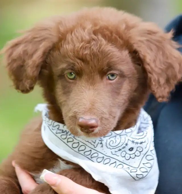6  RARES DOODLES, BORDOODLES,  BORDOODLES   CHIOTS - PUPPIES in Dogs & Puppies for Rehoming in Laurentides - Image 4