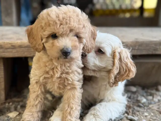 Poodle puppies in Dogs & Puppies for Rehoming in Penticton - Image 10
