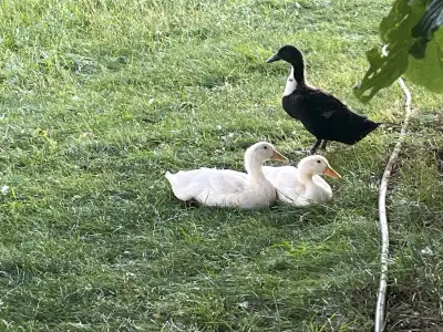 Rare and beautiful black Swedish ducks and ducklings. We have some that are a week or two old and so...