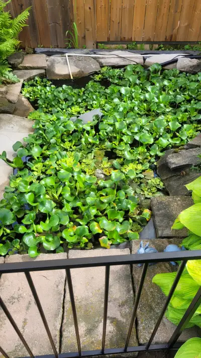 Pond plants, View more