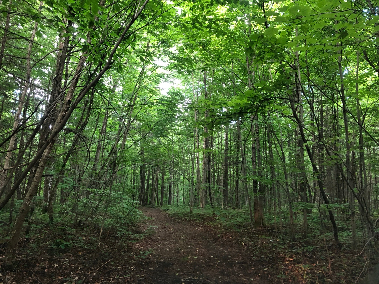 Rare ! Terre à bois de 7 arpents avec cabane – Saint-Barthélemy — photo 2