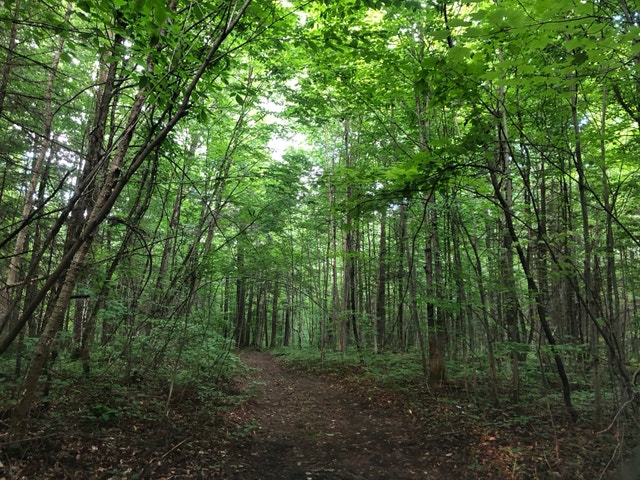 Rare ! Terre à bois de 7 arpents avec cabane – Saint-Barthélemy — photo 2