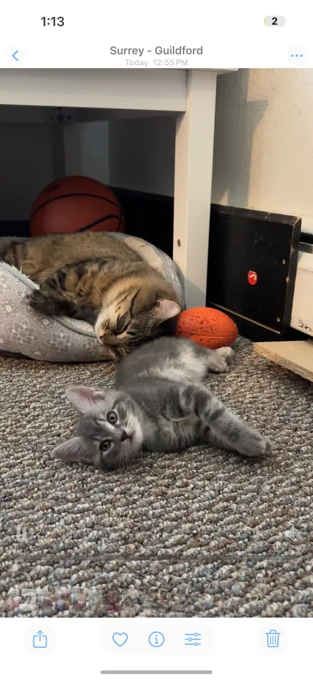 FEB 25 Available Fluffy Russian Blue x Siberian Kitten