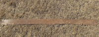 Antique Cross Cut Saw Blade - Rustic