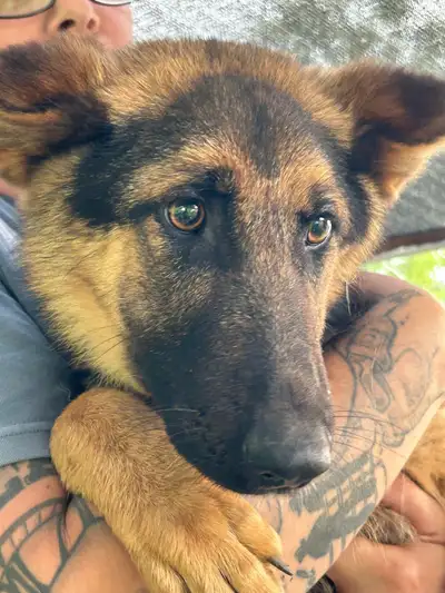 Females German Shepherd only! NO MORE MALES, View more
