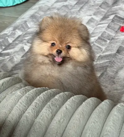 Adorable CKC Reg'd Pomeranian Puppies ready for their new homes. These puppies come with: *Vet Check...