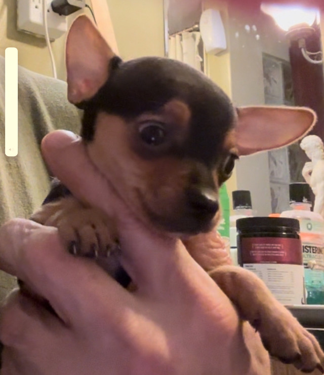 Adorable dear head chihuahua in Dogs & Puppies for Rehoming in Ottawa