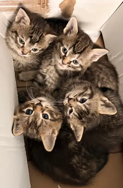 Chatons tigrés adorables, View more