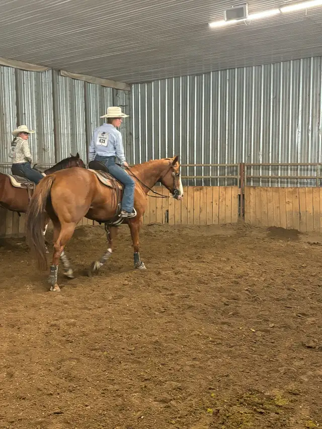 2018 AQHA mare- REDUCED in Horses & Ponies for Rehoming in Cranbrook - Image 4