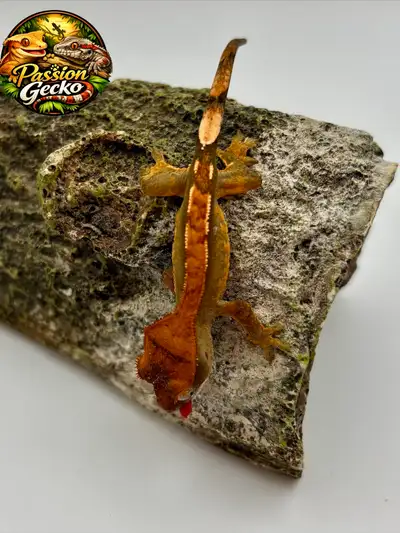 Gecko à crête , View more
