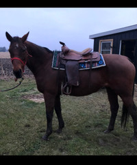 Horse and Pony PRICE REDUCED