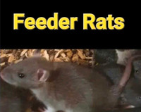 Live or Frozen Feeder Rats
