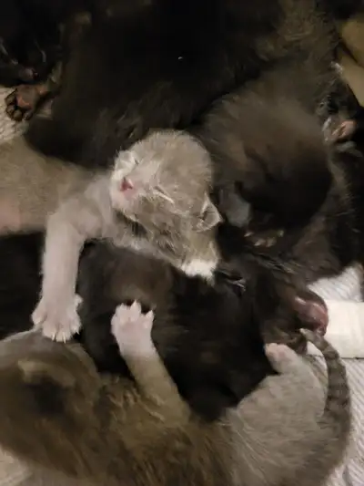 Precious New Kittens!, View more