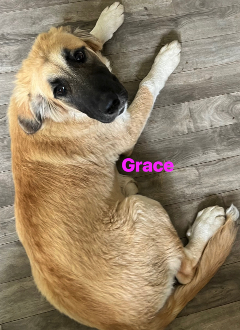 Mixed Breed Puppies Available Dogs & Puppies for Rehoming