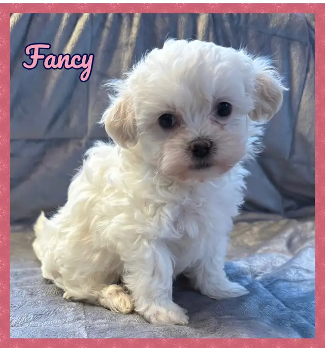 Toy Shihpoo female (ready to leave)  in Dogs & Puppies for Rehoming in Ottawa - Image 2