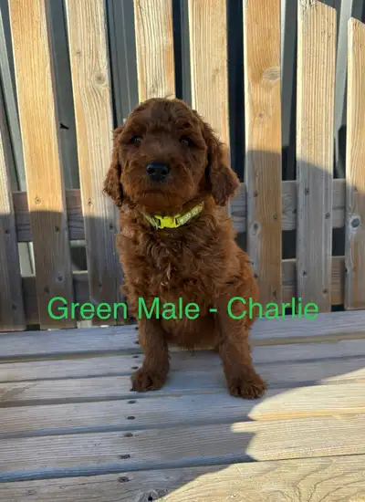 Golden Doodles Puppies, View more