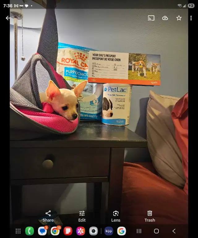 Chihuahua- Female- adorable in Dogs & Puppies for Rehoming in Ottawa - Image 5