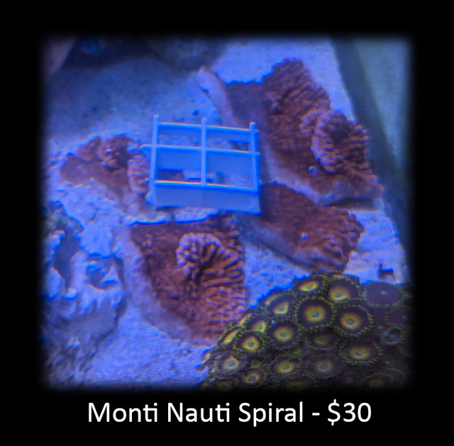 Coral Frags (updated March 29th) in Fish for Rehoming in London - Image 3