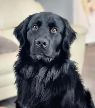 Looking to Rehome Our Beloved Golden Mountain Dog With heavy hearts, we are looking to rehome our be...