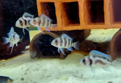 Burundi frontosa & black widow frontosa 2"-3", View more