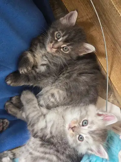 2 boys mainecoon cross , View more