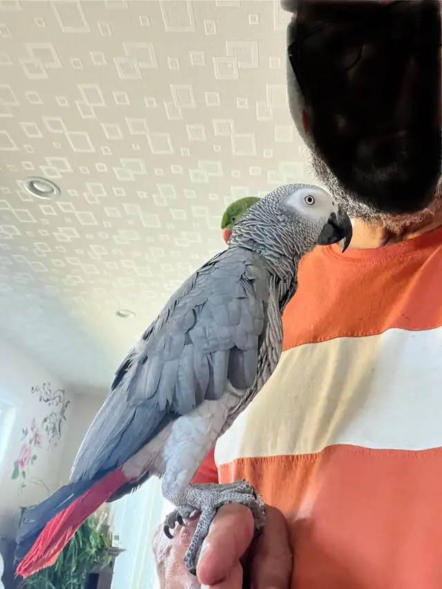 Young African Grey Male Parrot for Rehoming in Birds for Rehoming in St. Catharines - Image 6